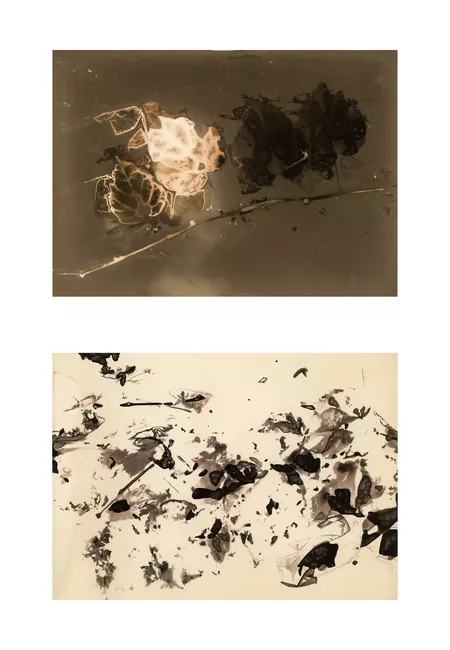 Teresa K. Morrison - Dandelion, fixed-positive, diptych - Contemporary Print from Vintage Film Stunning Composition (Beige+Black), 2023 - Gallery 1202